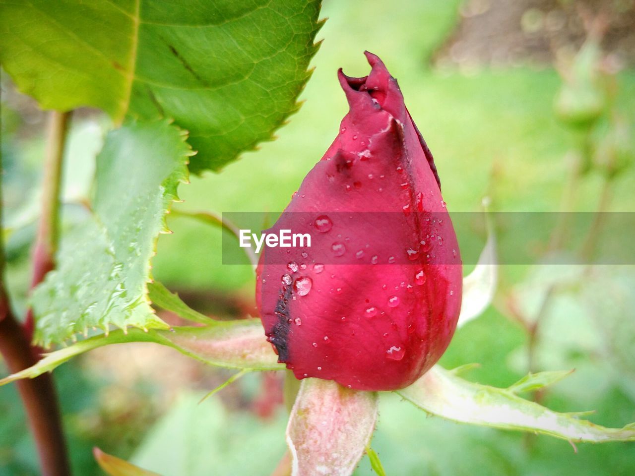 CLOSE-UP OF WET RED FLOWER