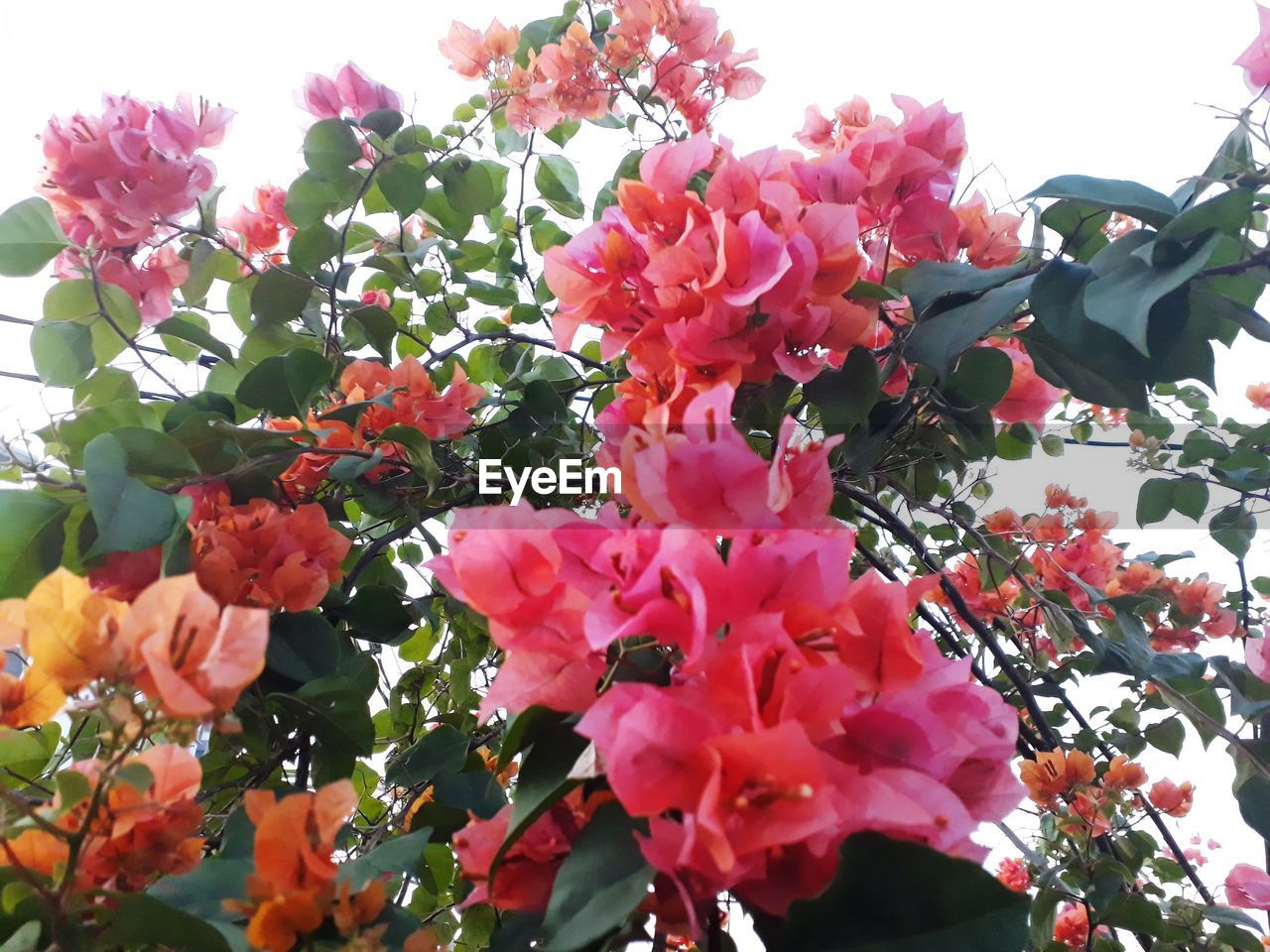 CLOSE-UP OF PINK FLOWERS BLOOMING OUTDOORS