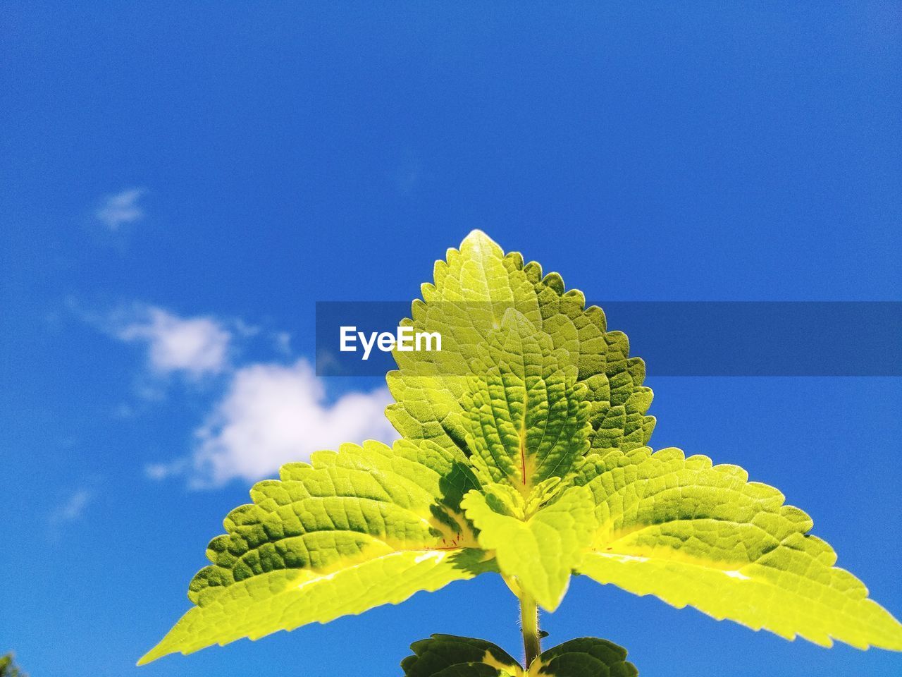 Close-up of fresh green leaves against blue sky