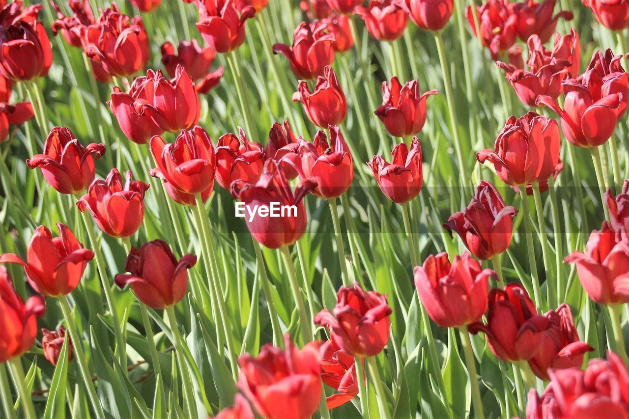 CLOSE-UP OF TULIPS BLOOMING IN FIELD