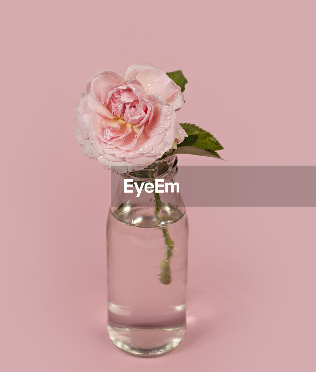 pink, flower, studio shot, flowering plant, rose, plant, indoors, freshness, no people, colored background, beauty in nature, nature, petal, food and drink, glass, vase, pink background, flower head, fragility, drinking glass, food, close-up, copy space