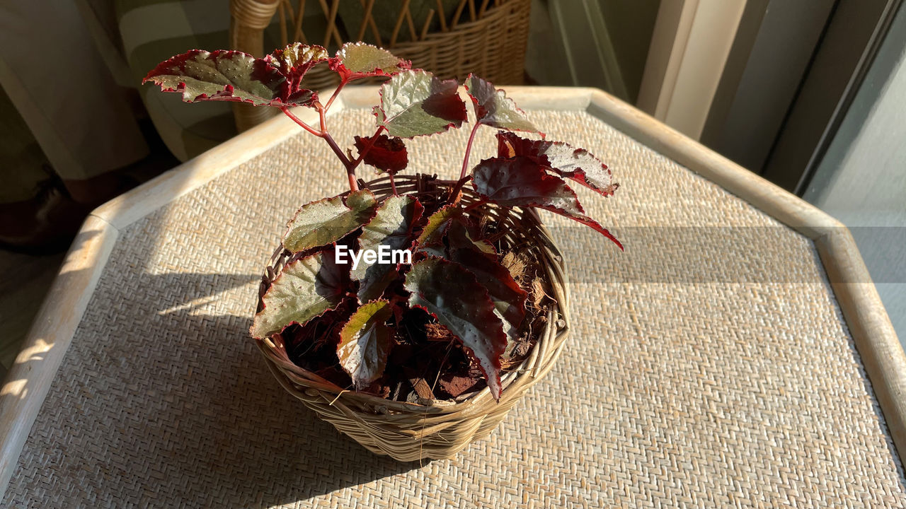 high angle view, food and drink, sunlight, no people, container, food, nature, indoors, freshness, basket, table, crab, day, flower, art, still life, healthy eating