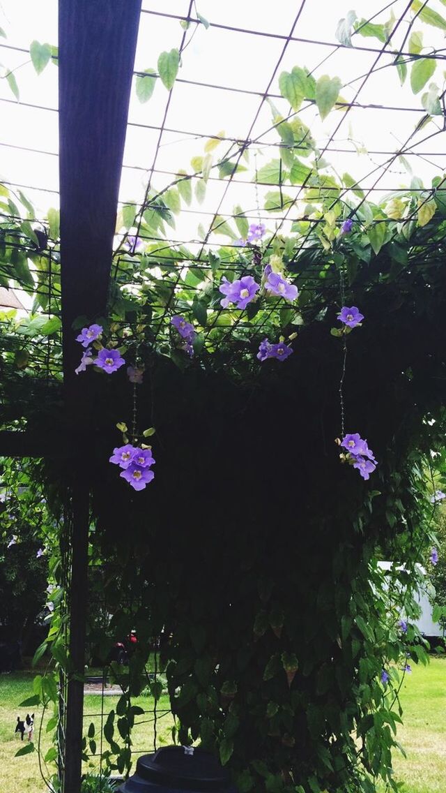 CLOSE-UP OF PURPLE FLOWERS