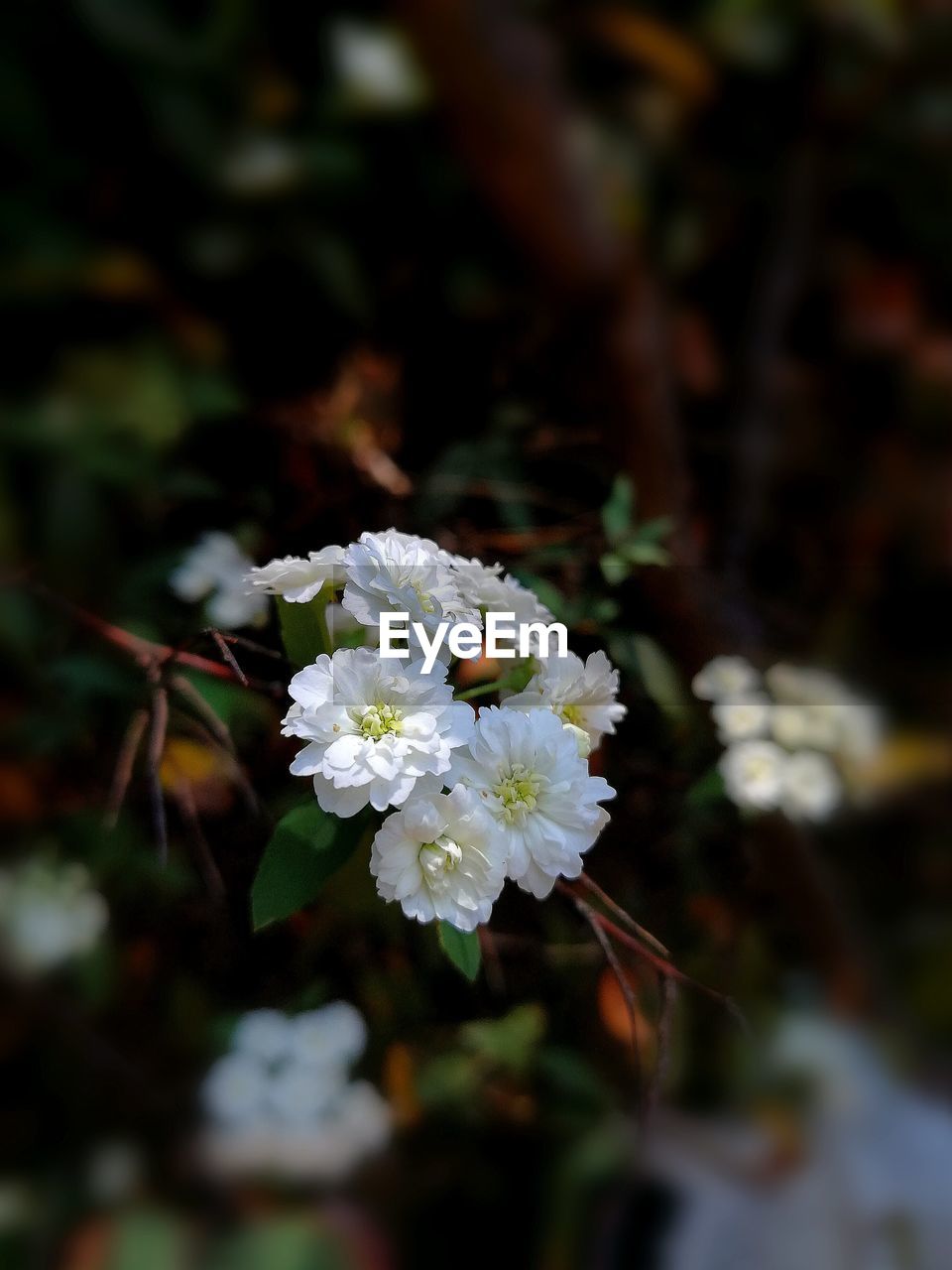 CLOSE-UP VIEW OF WHITE FLOWERS