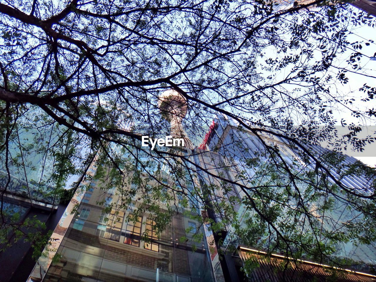 LOW ANGLE VIEW OF TREES AGAINST SKY