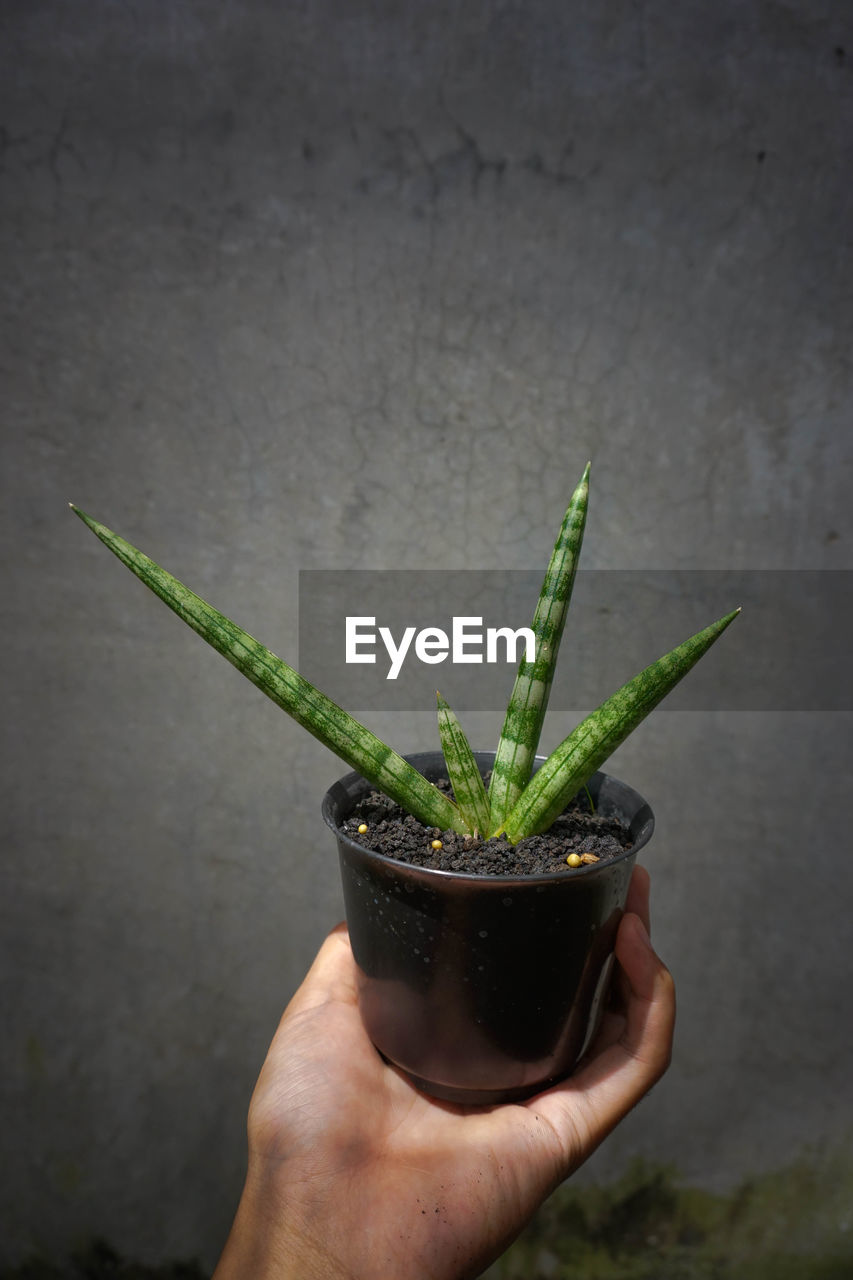 Sansevieria cylindrica
