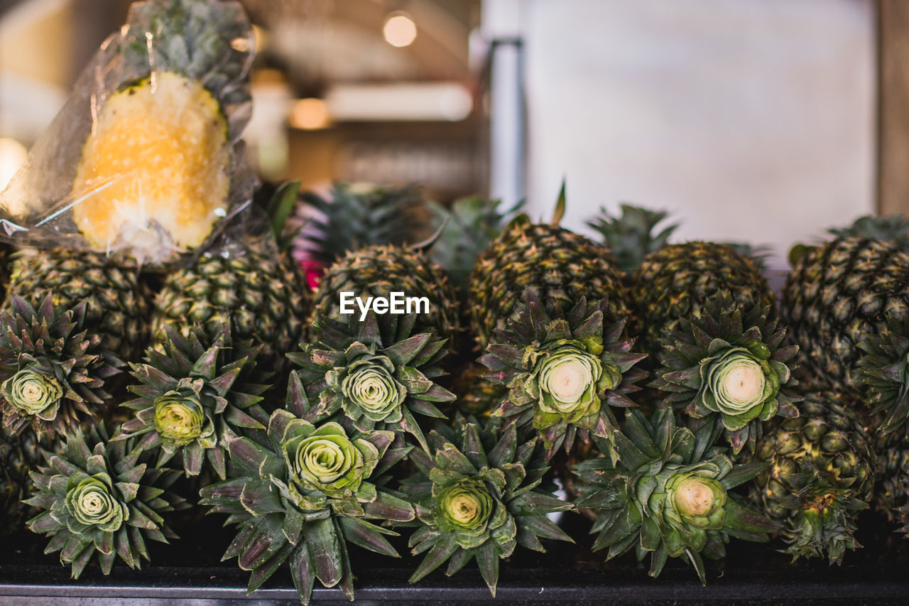 CLOSE-UP OF POTTED PLANTS