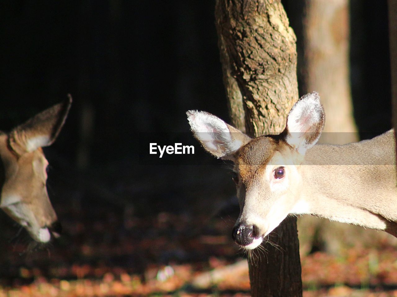 Close-up of deer