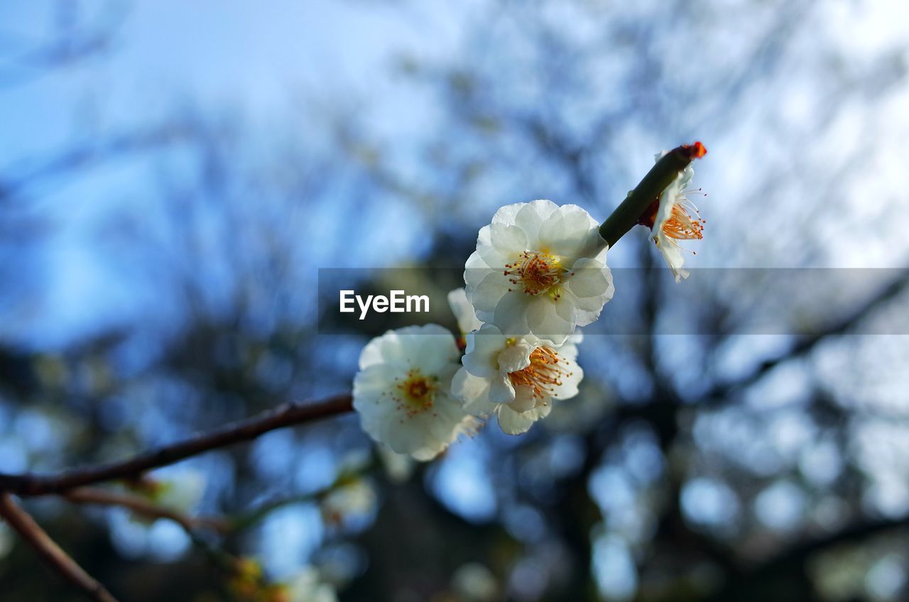 CLOSE-UP OF WHITE CHERRY BLOSSOM ON TREE