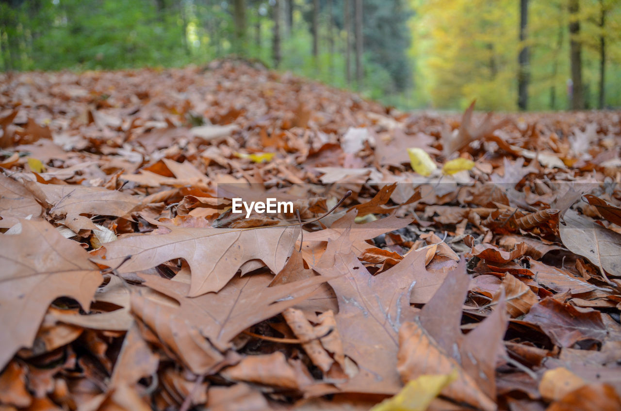 CLOSE-UP OF DRY LEAVES ON FALLEN TREE