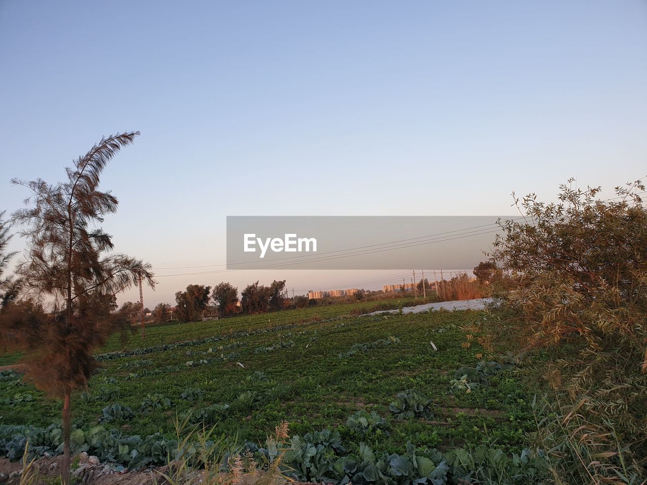 SCENIC VIEW OF FIELD AGAINST CLEAR SKY