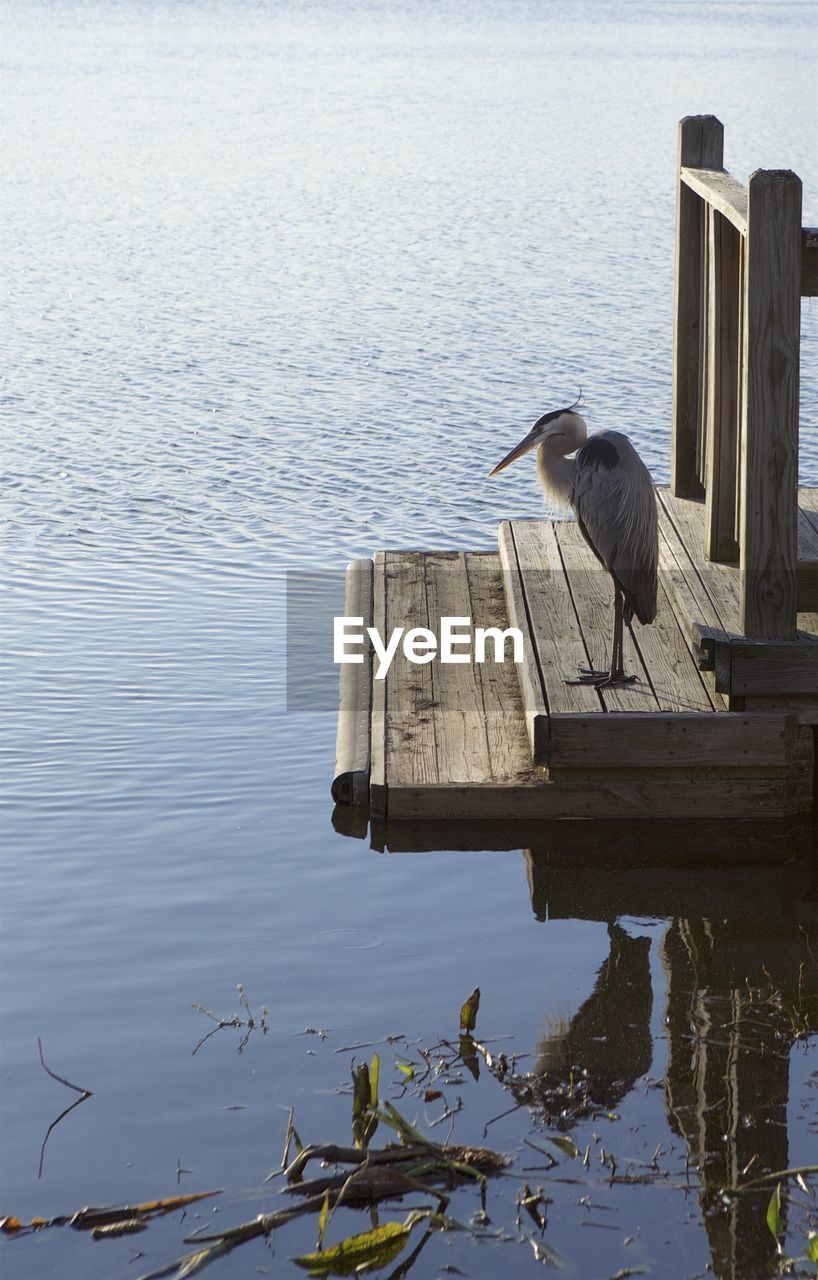 REFLECTION OF GRAY HERON PERCHING ON LAKE BY PIER