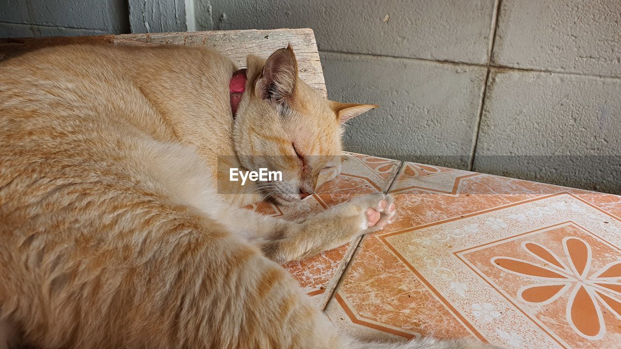 High angle view of cat sleeping on tiled floor