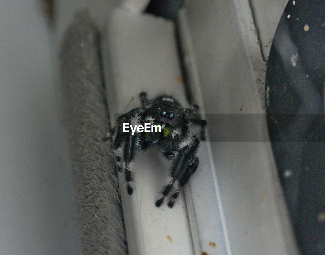 CLOSE-UP OF SPIDER ON WEB