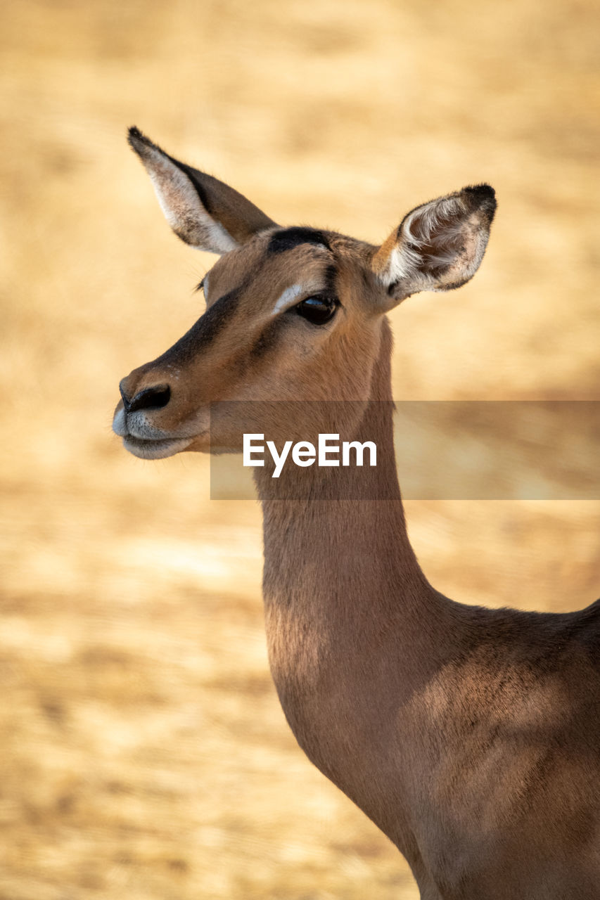 Close-up of female common impala watching camera