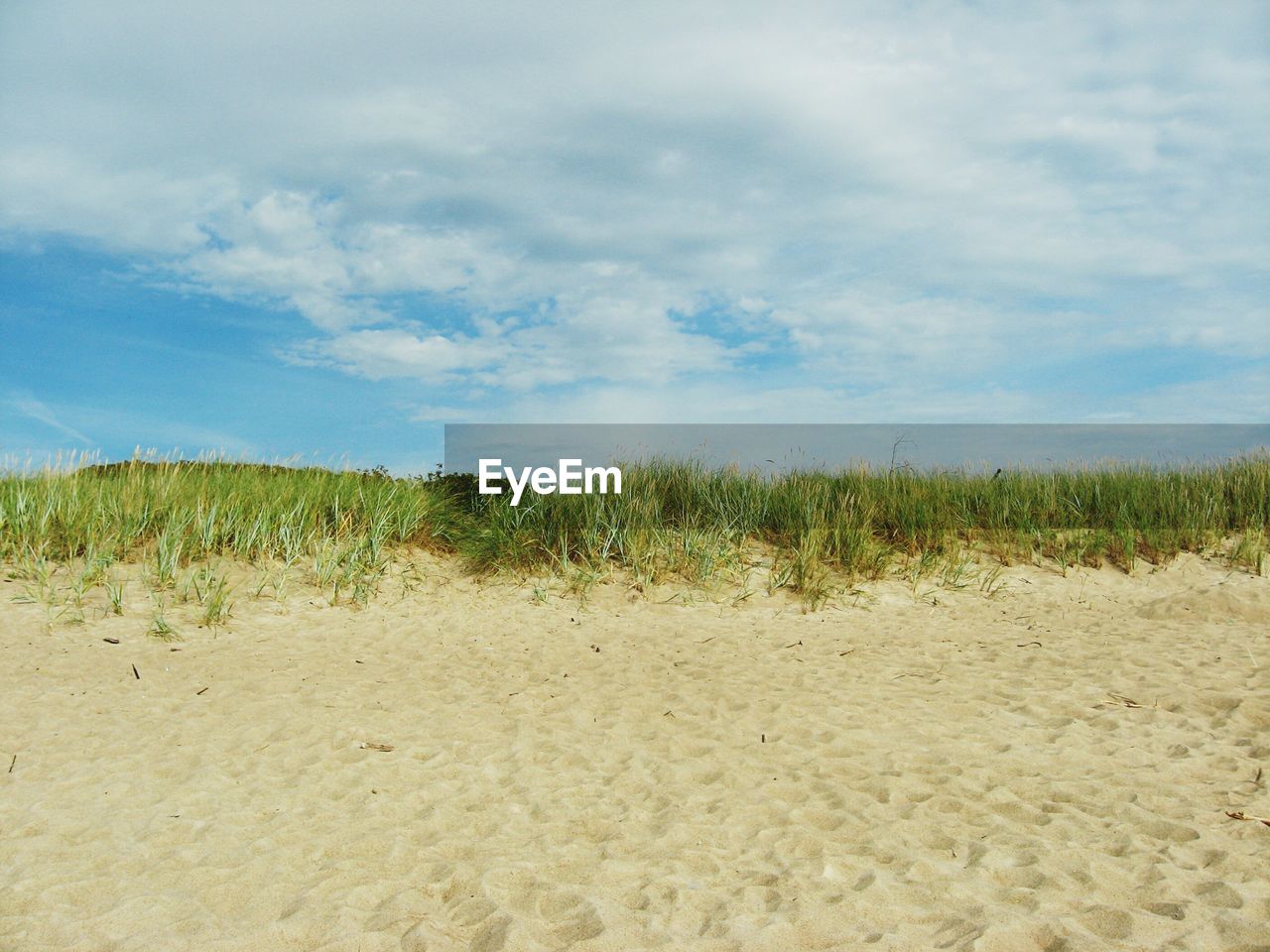 GRASS GROWING ON FIELD AGAINST SKY