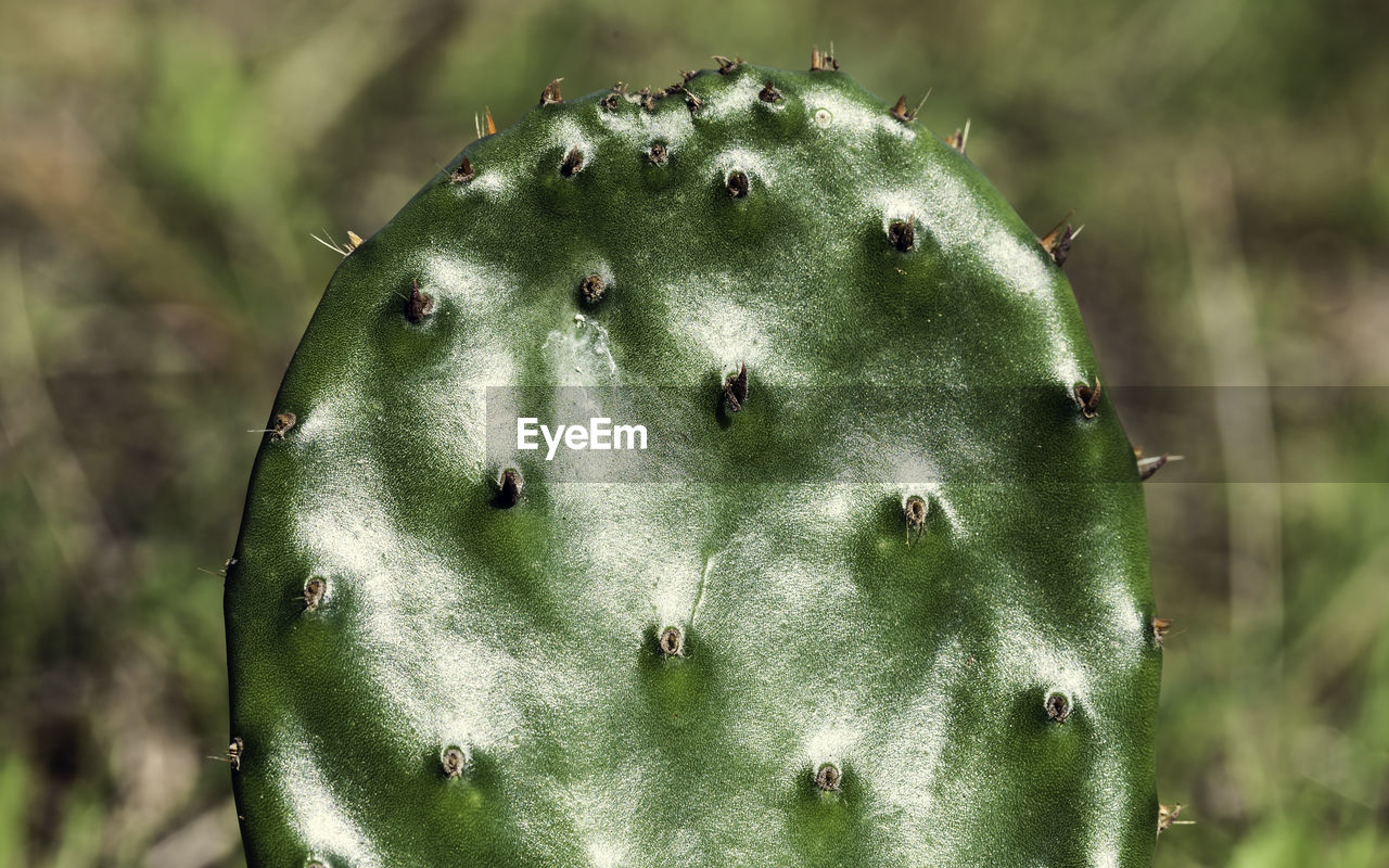 Prickly pear leaf with spikes in the foreground, with the sun reflected in the green leaf