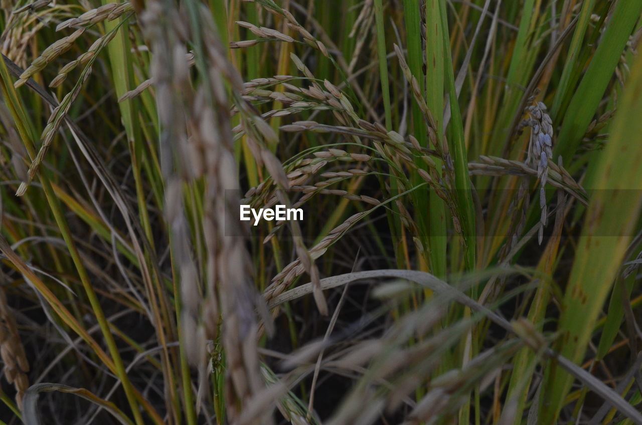 CLOSE-UP OF WHEAT GROWING IN FIELD