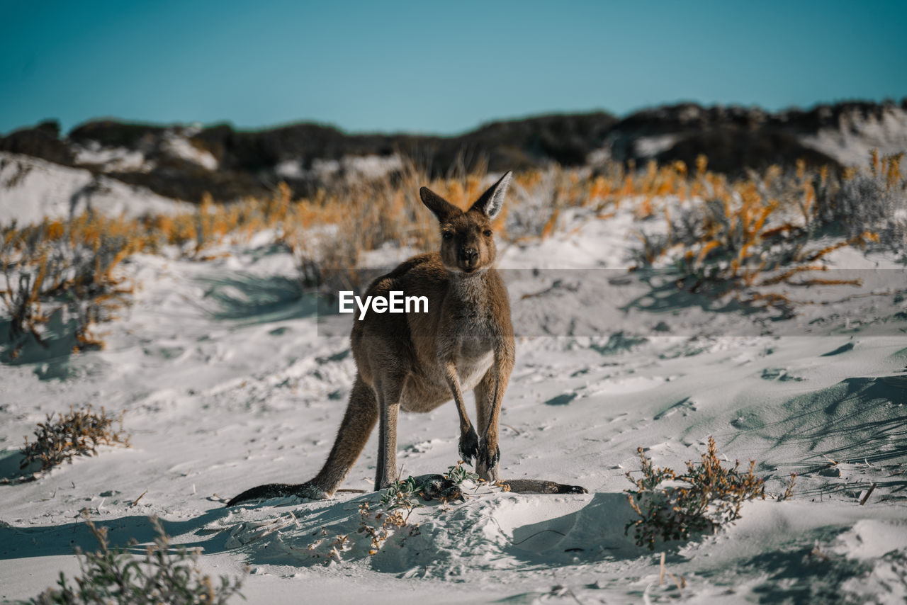 Kangaroo in australia