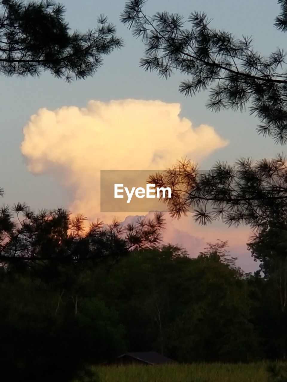 LOW ANGLE VIEW OF SILHOUETTE TREES AGAINST SKY