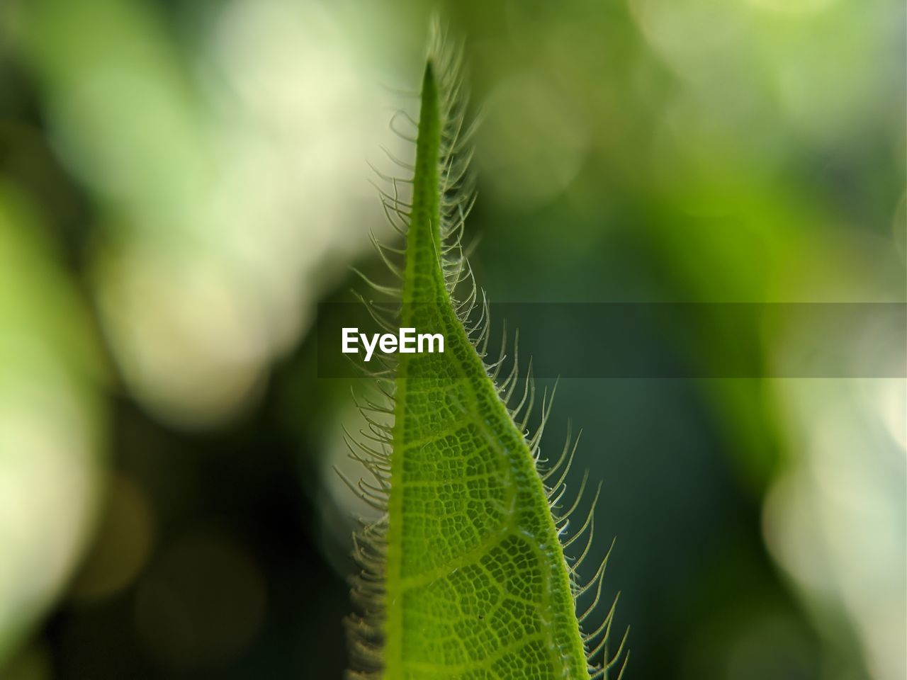 green, leaf, plant, plant part, close-up, growth, nature, macro photography, no people, sunlight, beauty in nature, flower, branch, grass, tree, day, outdoors, focus on foreground, selective focus, plant stem, environment, freshness, fragility, tranquility, land