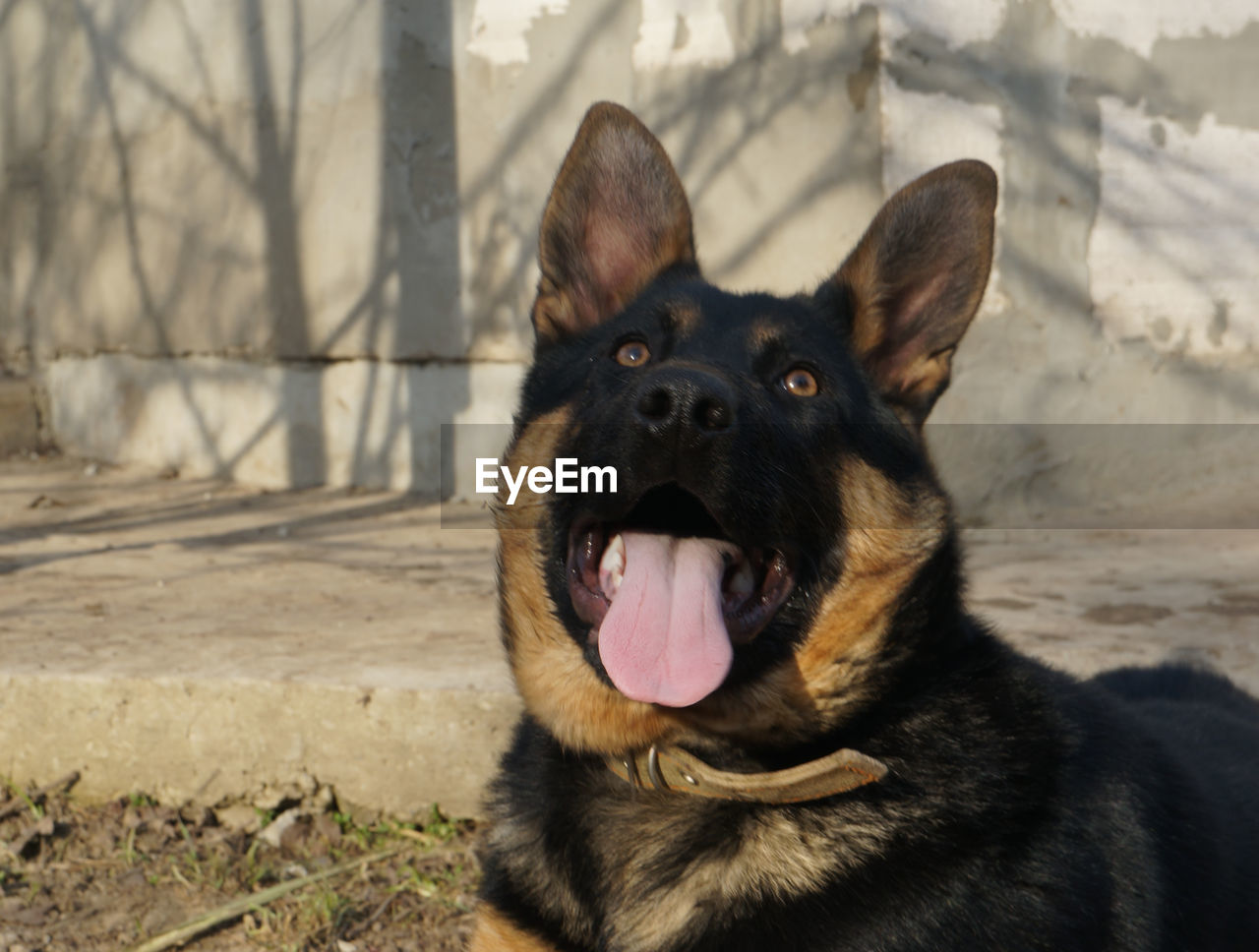 animal themes, one animal, animal, pet, mammal, dog, domestic animals, canine, german shepherd, facial expression, portrait, sticking out tongue, east-european shepherd, animal body part, no people, nature, looking at camera, day, mouth open, focus on foreground, sunlight, close-up, outdoors, black, carnivore, looking, police dog, panting, animal tongue, animal mouth