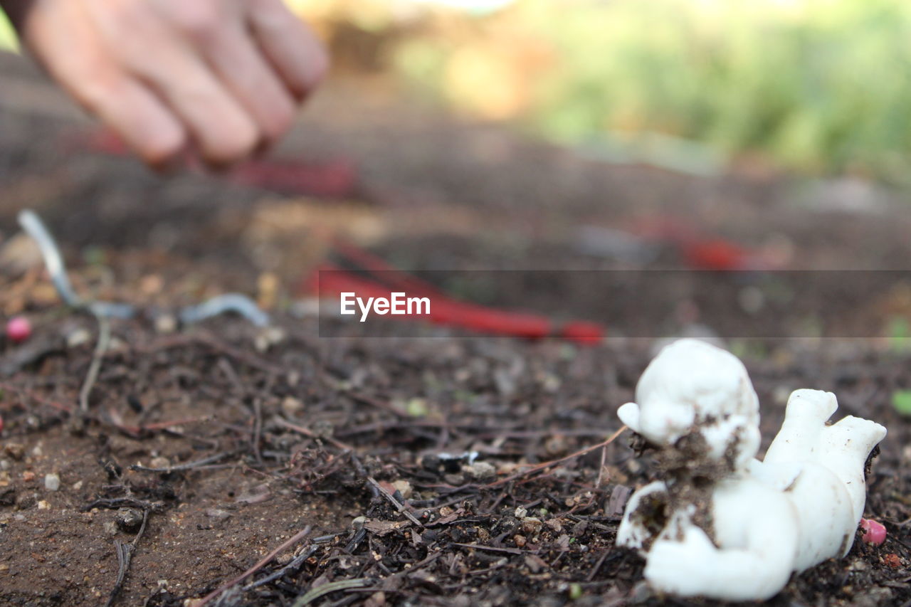 CLOSE-UP OF HAND FEEDING ON GROUND