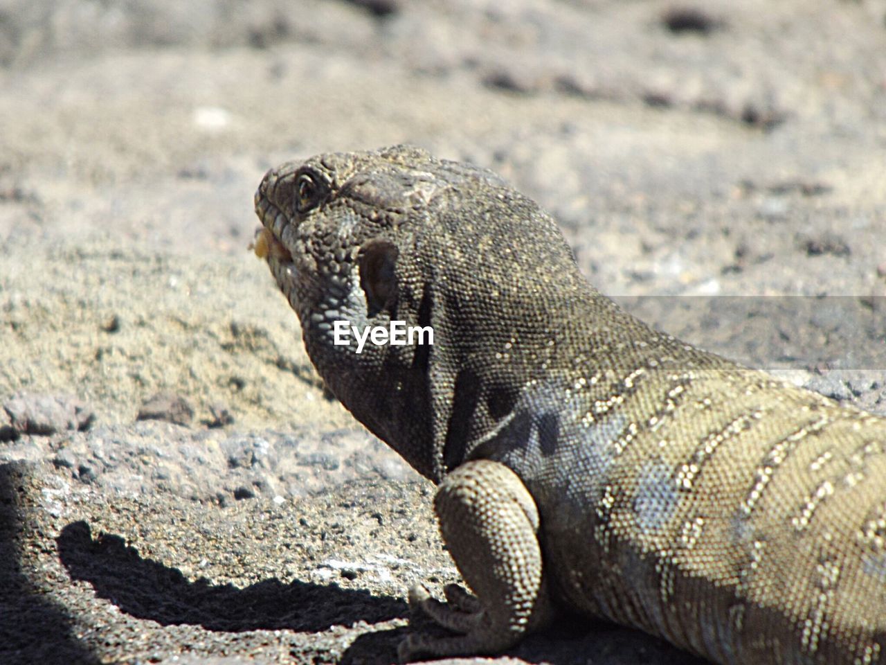 CLOSE-UP OF LIZARD ON ROCK