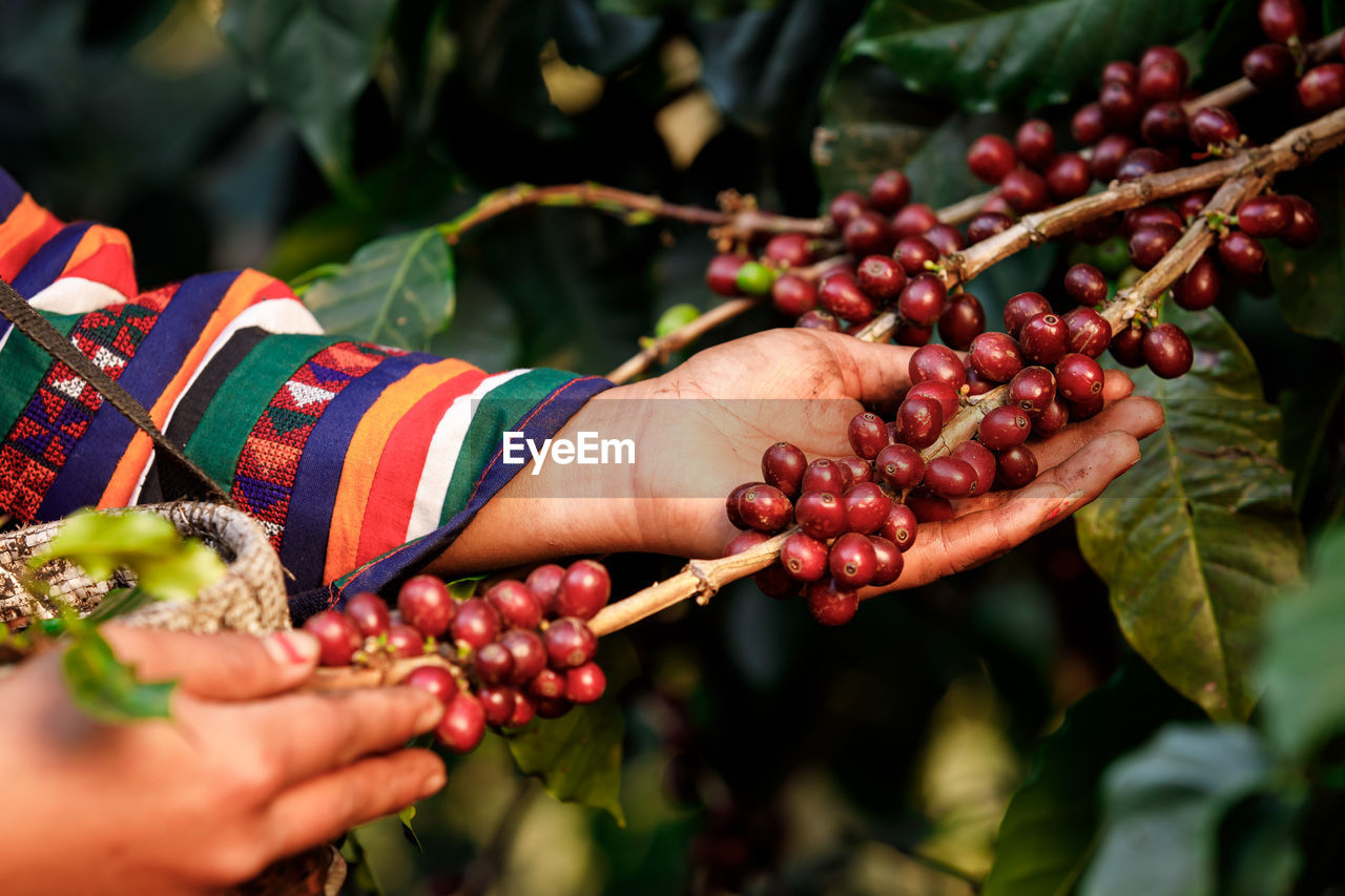  karen farmer hands harvest coffee bean ripe red berries plant fresh seed coffee tree 