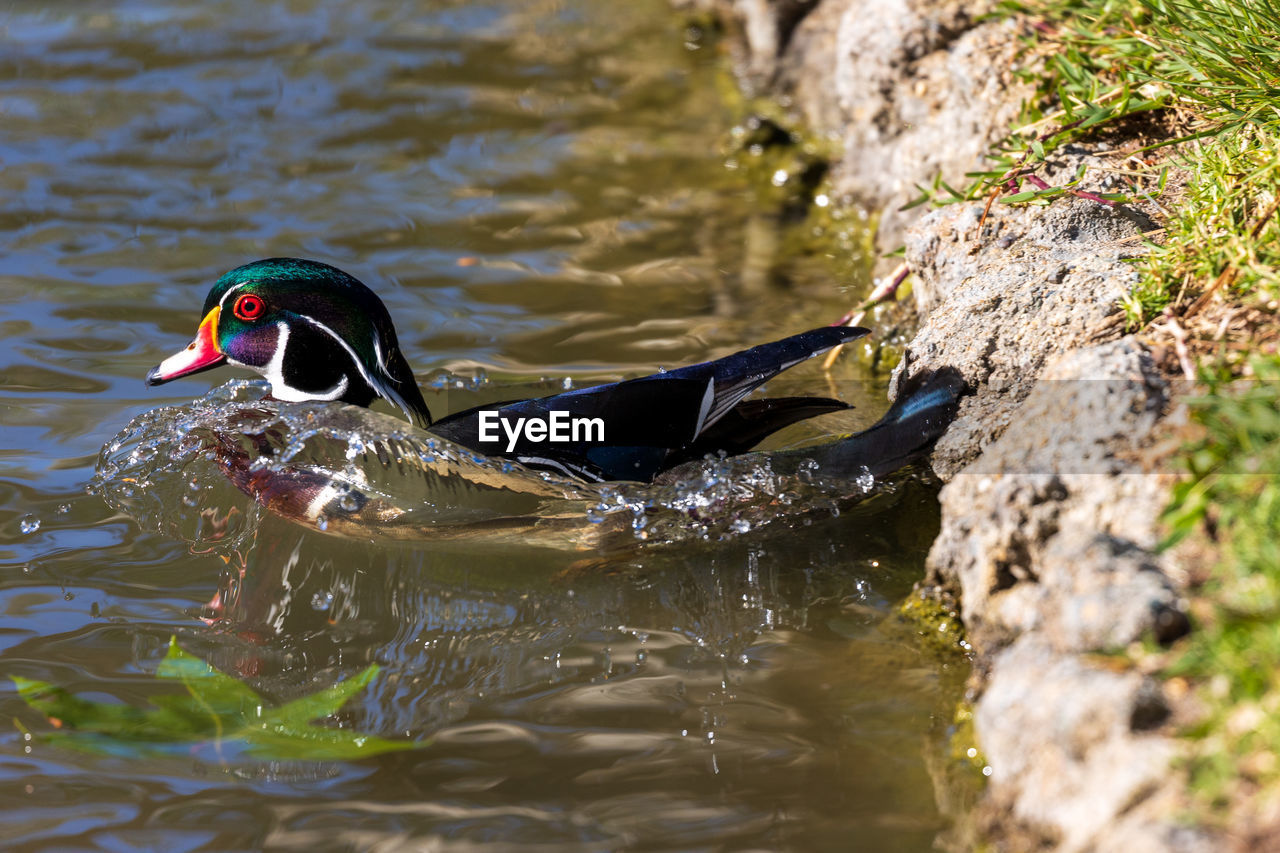 animal themes, animal, animal wildlife, wildlife, duck, water, bird, one animal, mallard, ducks, geese and swans, lake, swimming, nature, water bird, poultry, day, no people, beak, outdoors, rippled, side view