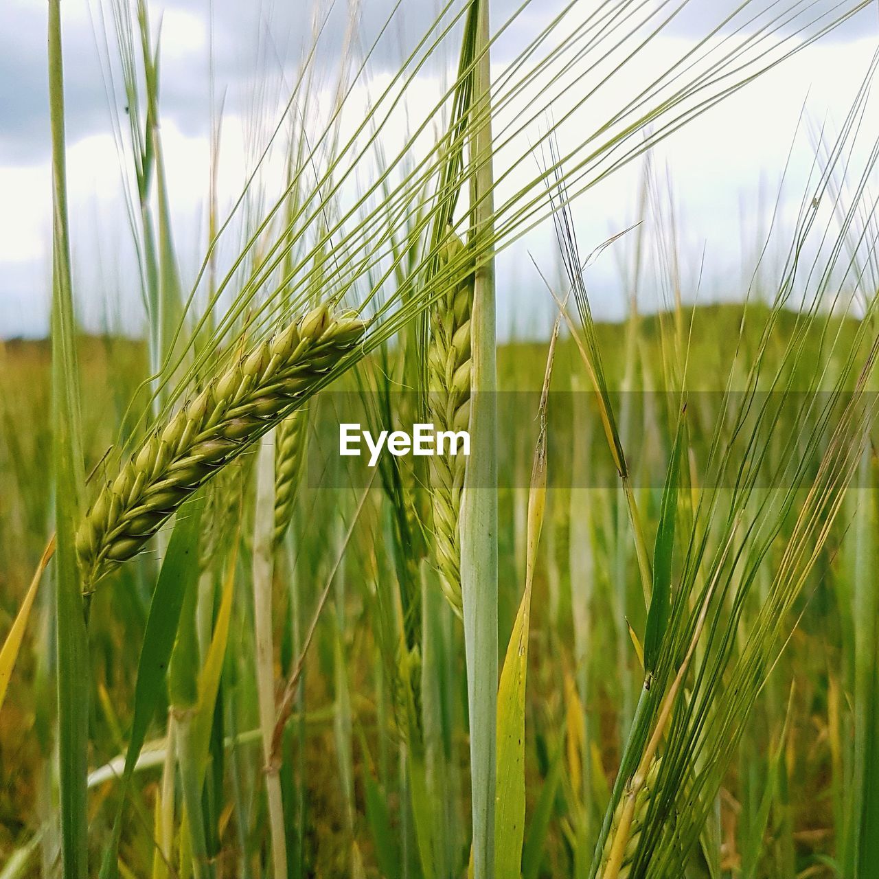 Close-up of wheat growing on field