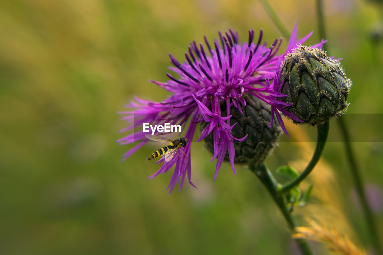 High angle view of honey bee pollinating on thistle flower