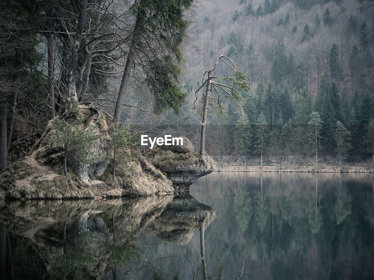 Scenic view of calm lake in forest