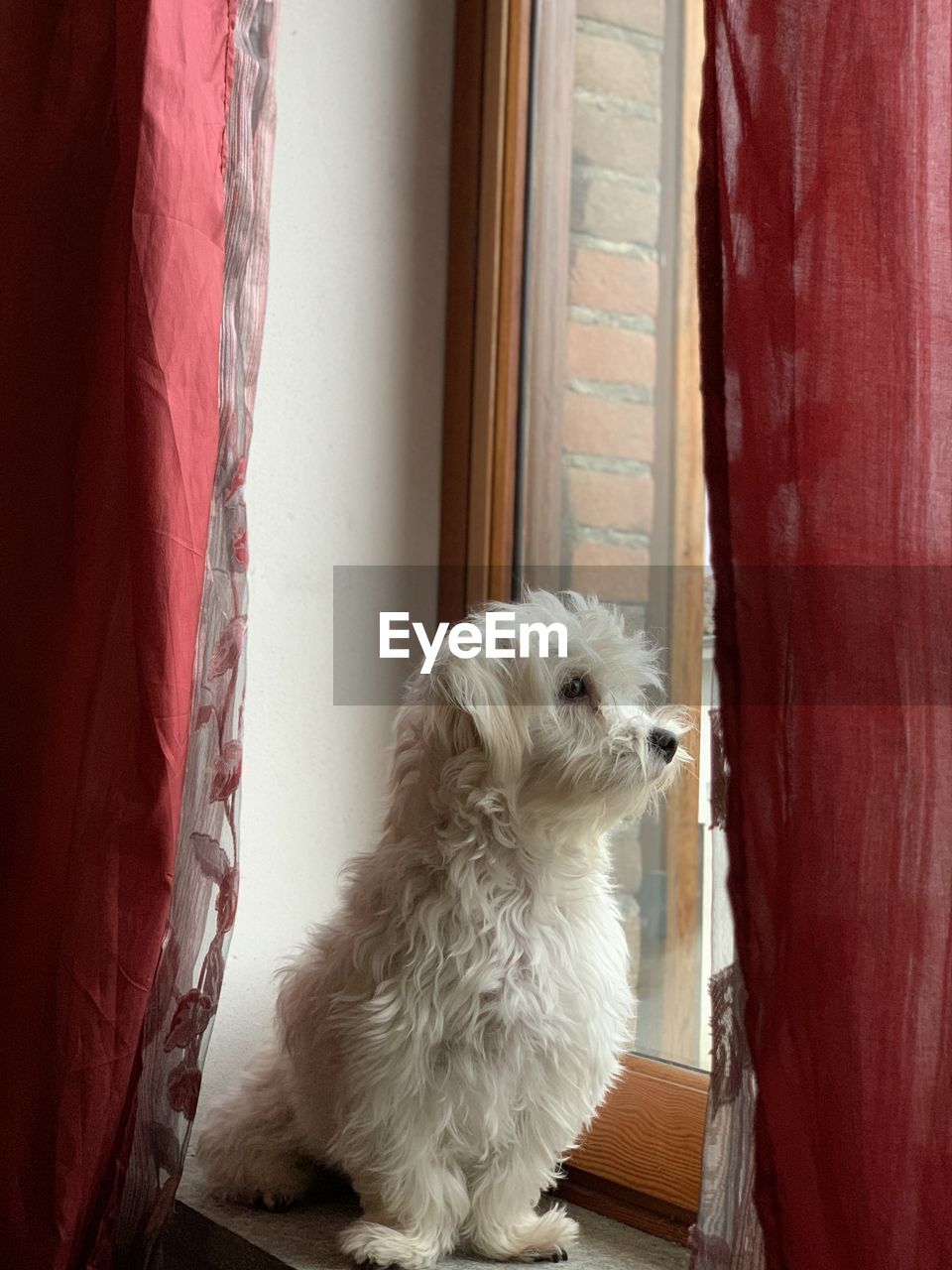 Dog looking through window at home