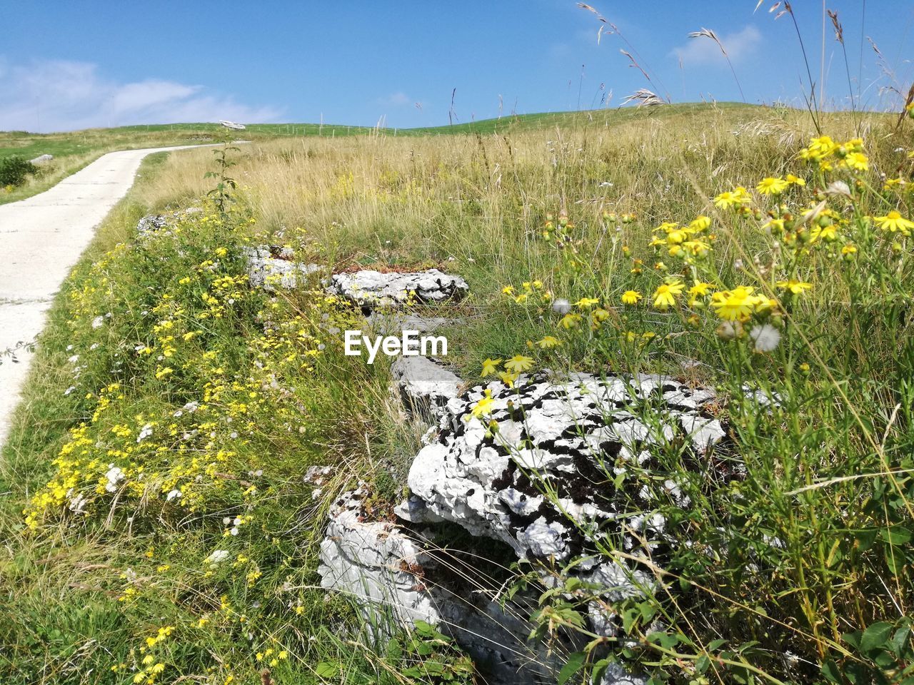 SCENIC VIEW OF FLOWERING PLANTS ON LAND