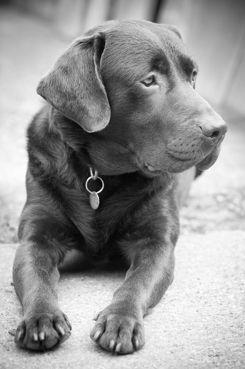 Close-up of labrador retriever