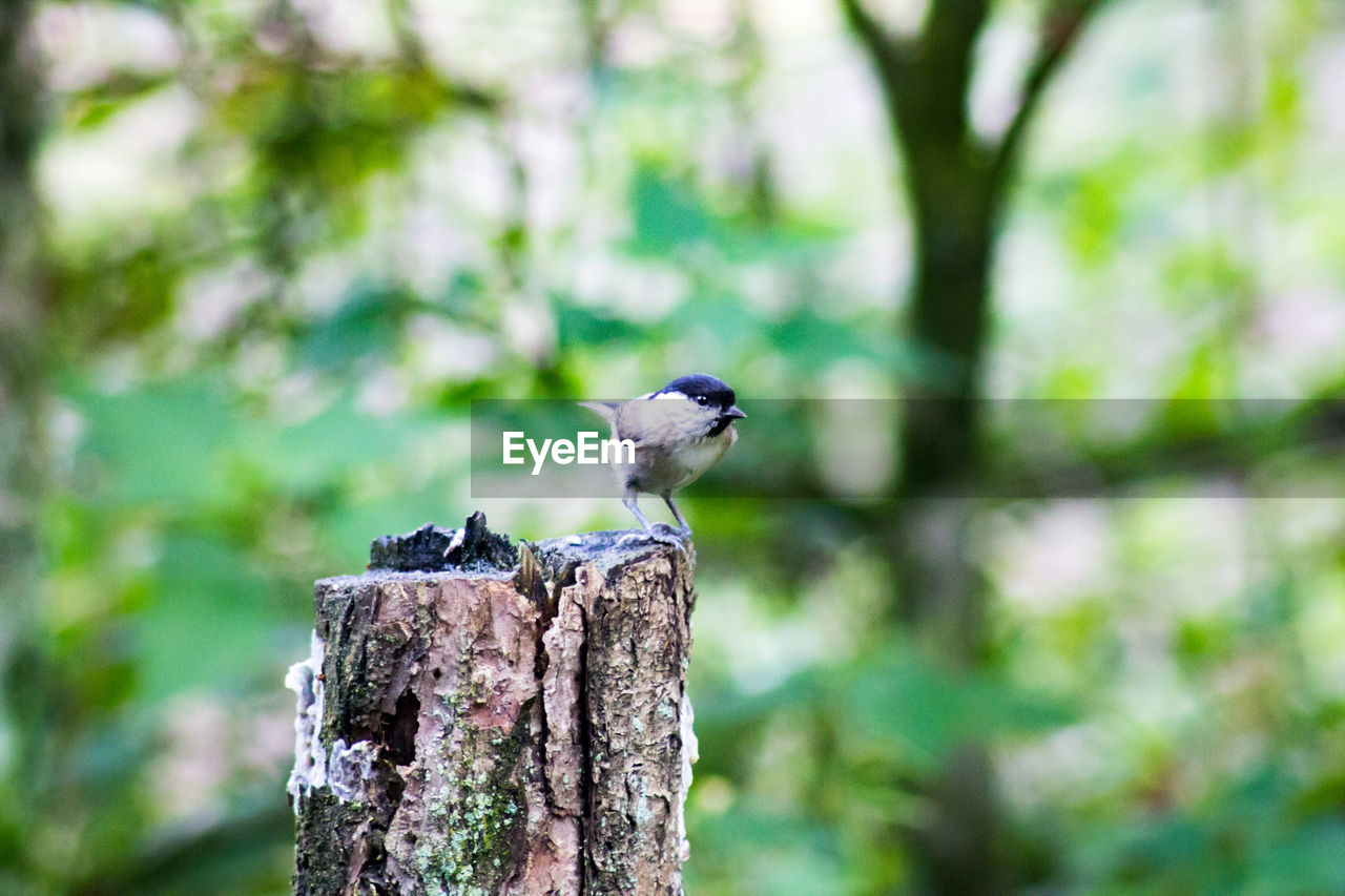 SPARROW PERCHING ON WOODEN POST