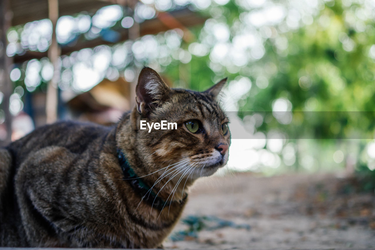 Close-up of a cat looking away