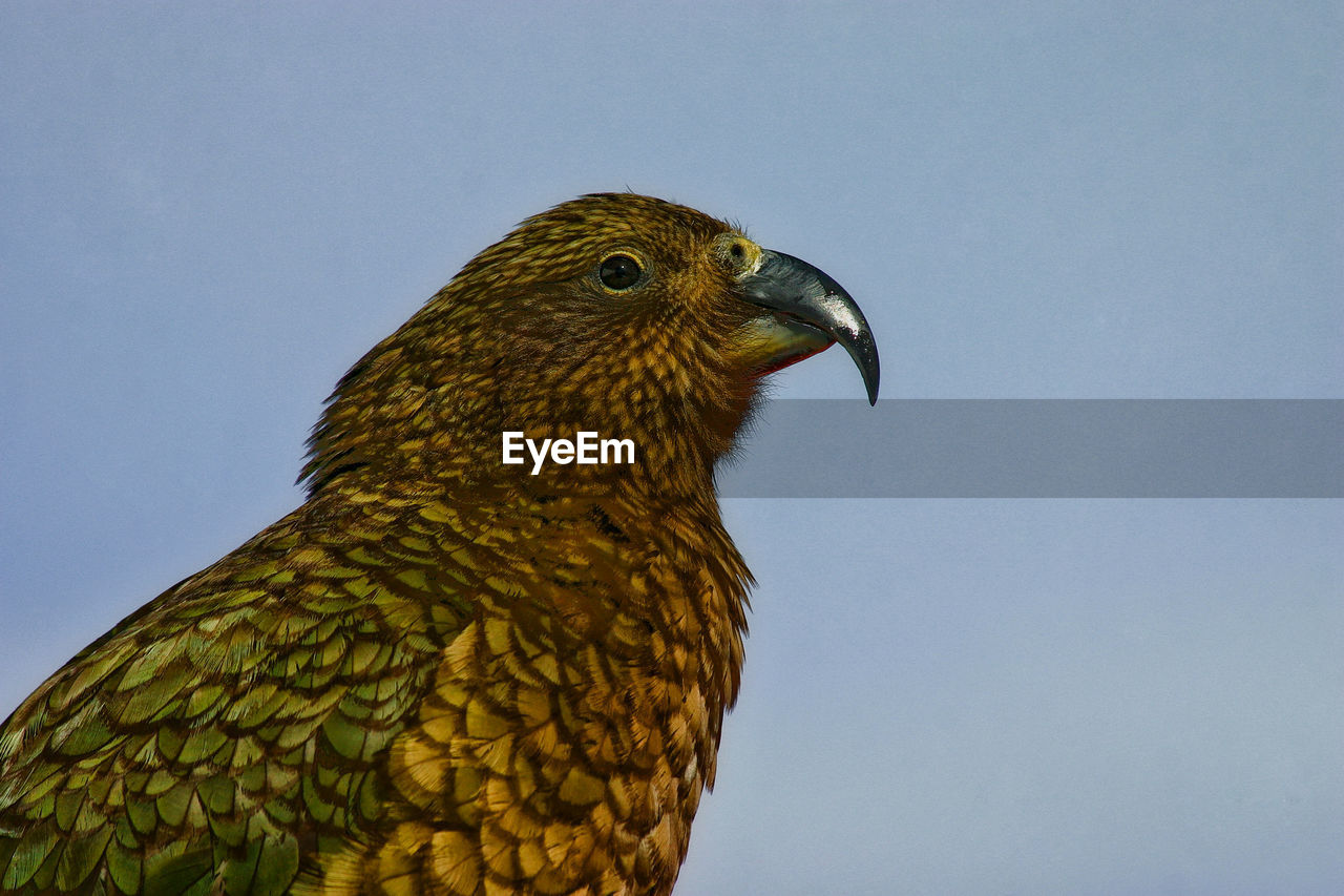 CLOSE-UP OF EAGLE AGAINST SKY