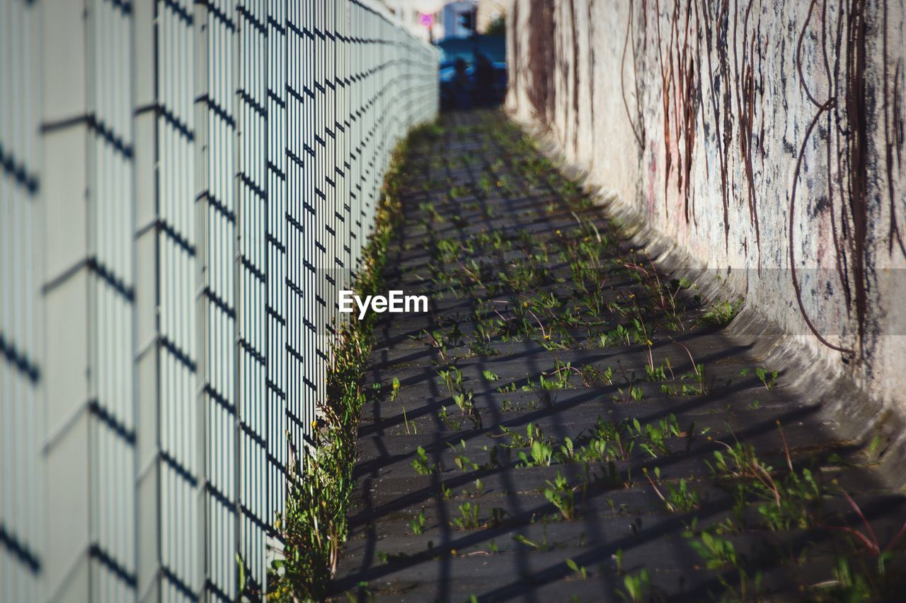 Plants growing on pathway by railing during sunny day