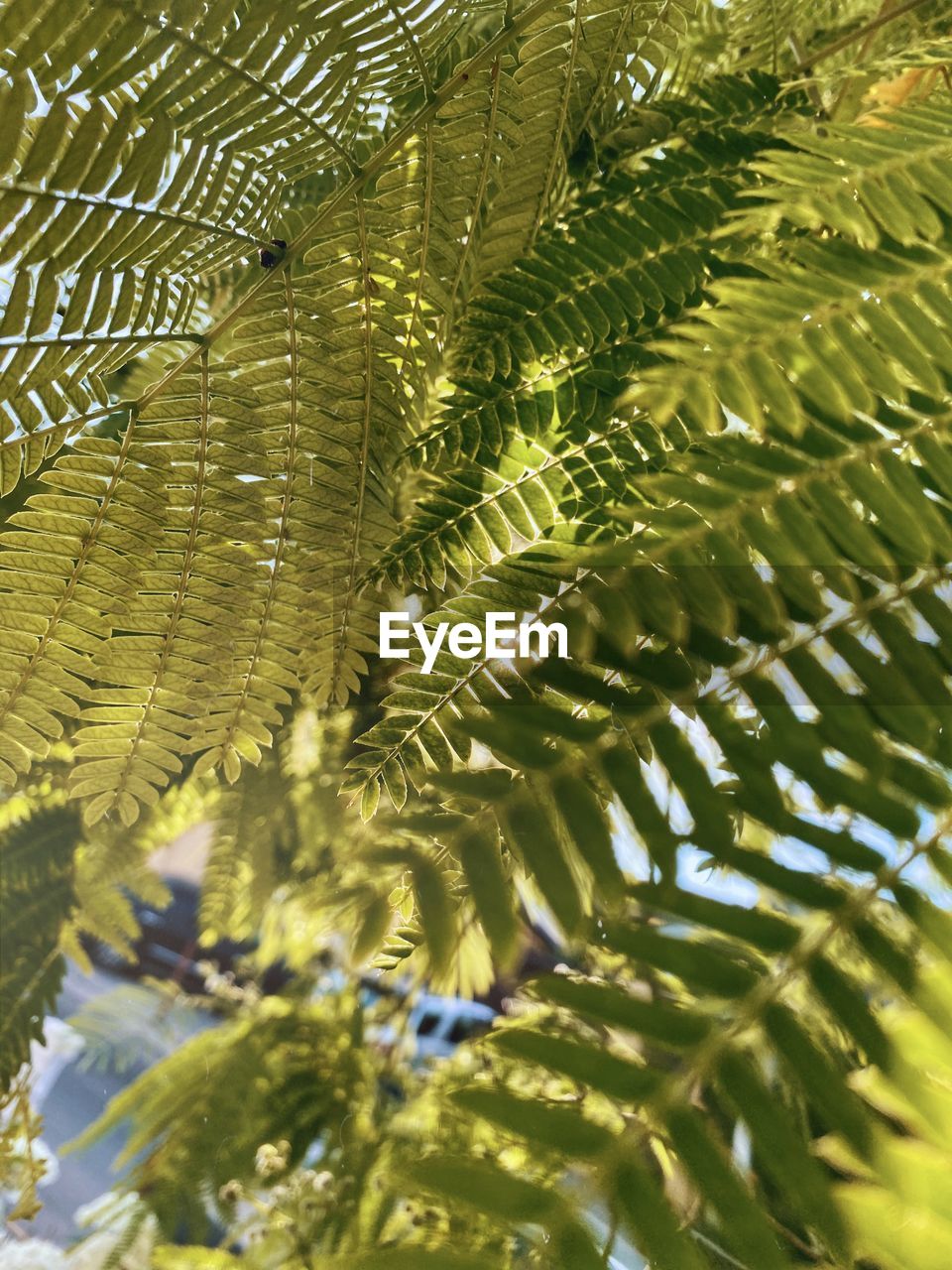 LOW ANGLE VIEW OF PALM LEAVES