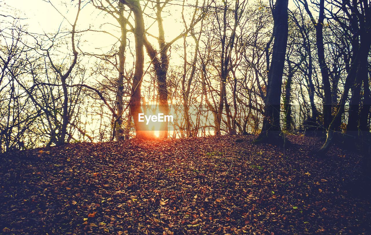 Bare trees in forest against sky during sunset