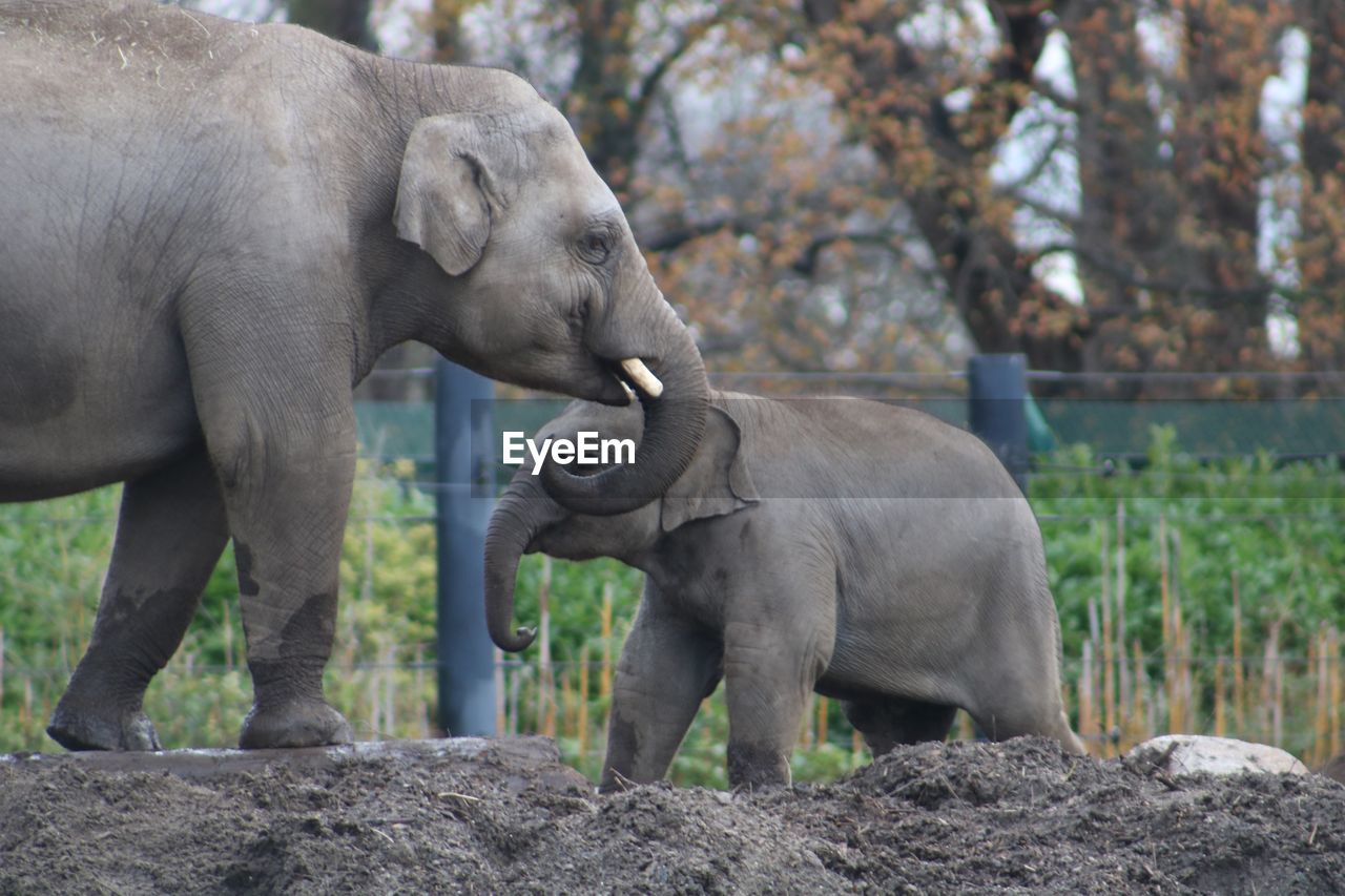 Elephant in a forest