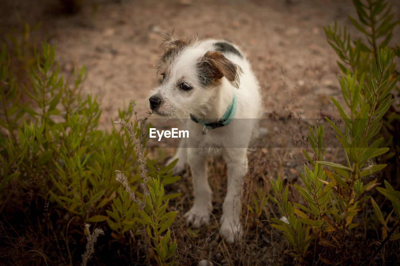 DOG IN A FIELD