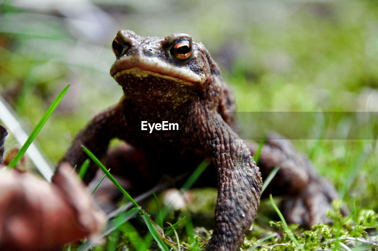 Close-up of frog on field