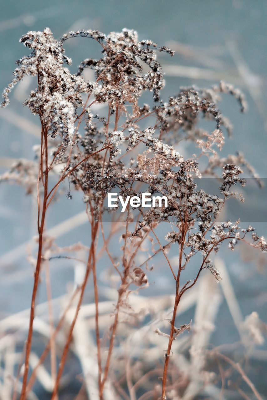 Dry plants by a frozen pond