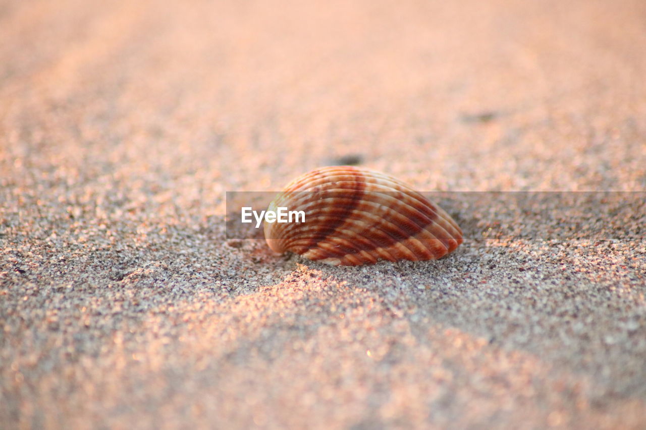 CLOSE-UP OF SHELLS ON SAND