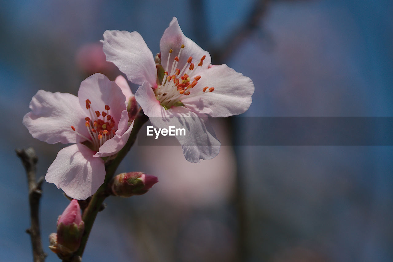 flower, plant, flowering plant, freshness, beauty in nature, fragility, blossom, close-up, growth, springtime, flower head, petal, inflorescence, nature, pollen, spring, macro photography, pink, tree, focus on foreground, stamen, no people, branch, botany, outdoors, food and drink, cherry blossom, food, produce, sky, fruit, twig, white, day, selective focus, blue, almond tree, fruit tree