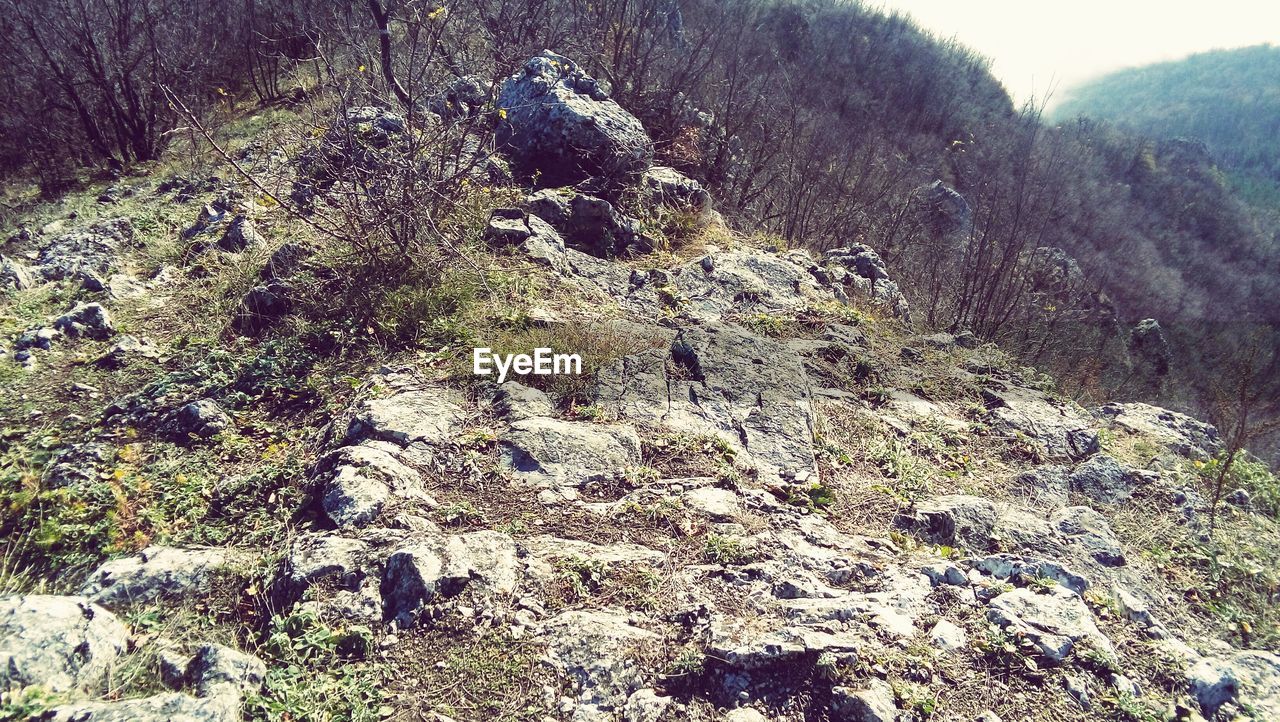 PLANTS ON MOUNTAIN