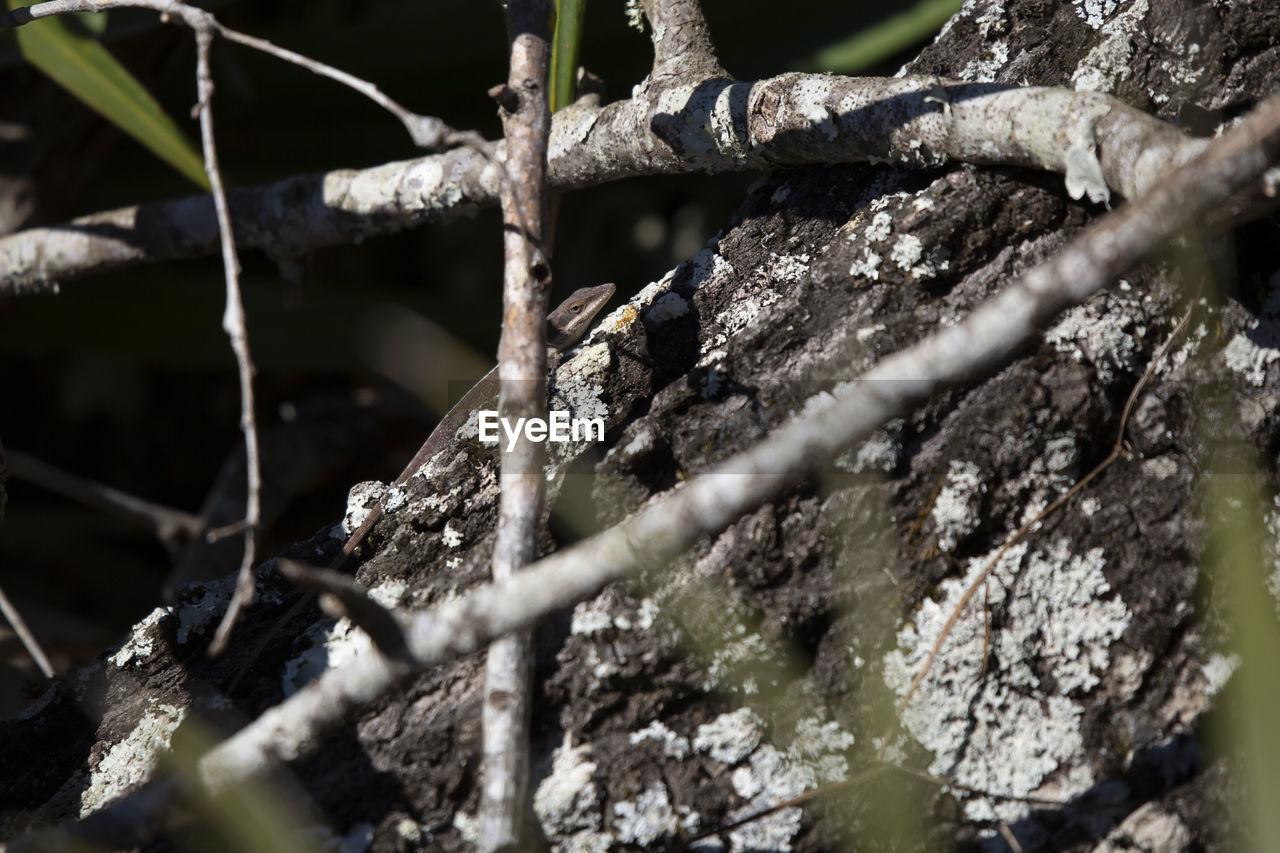 nature, tree, branch, plant, no people, wildlife, outdoors, close-up, day, leaf, animal, selective focus, animal themes, animal wildlife, winter, flower, forest, twig, land, tree trunk, spring, trunk